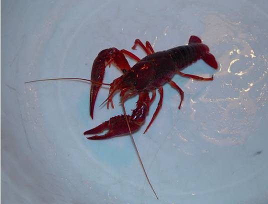 生物入侵（生物学术语）