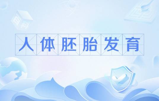 人体胚胎发育