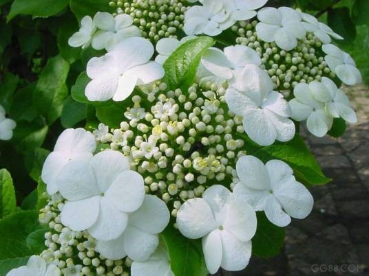 玉蕊花（玉蕊科玉蕊属半红树植物）