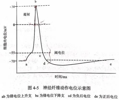 动作电位