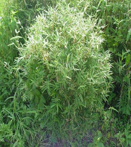 凤尾竹（禾本科簕竹属植物）