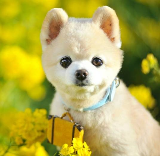 俊介（来自日本的博美犬）