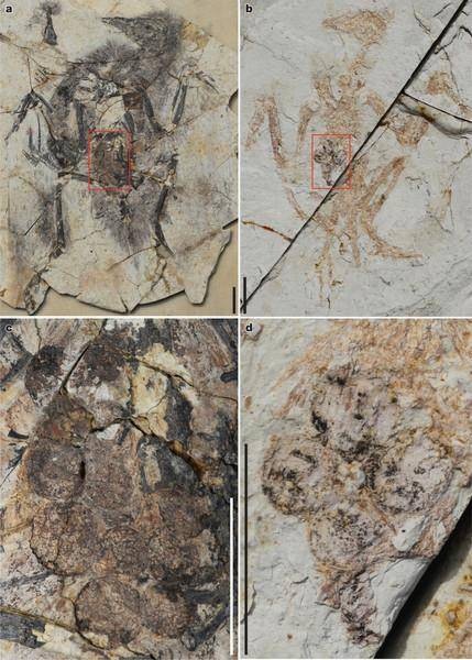 临沂大学地质与古生物研究所