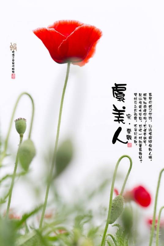 虞美人（词牌名）