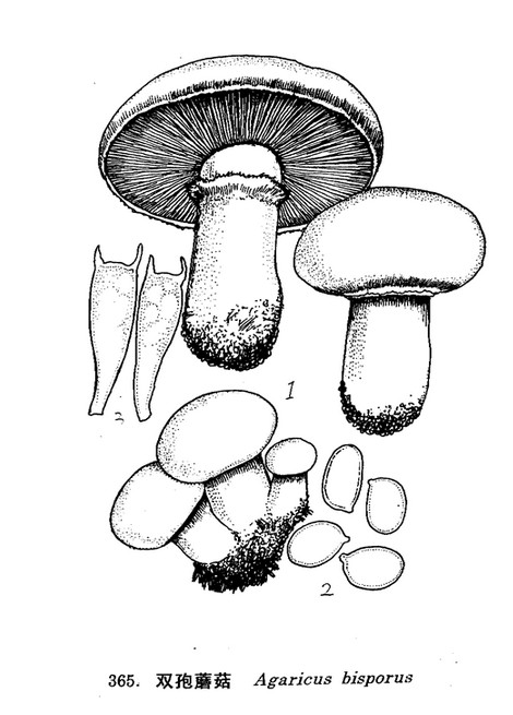 双孢蘑菇（蘑菇科蘑菇属真菌）