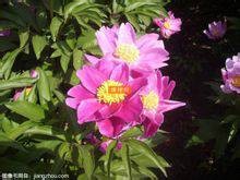白芍花