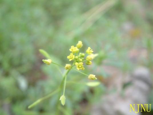 葶苈（十字花科葶苈属植物）