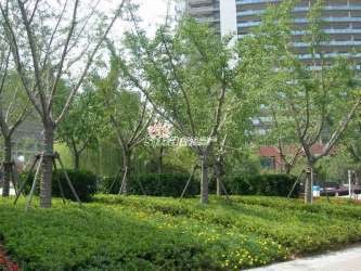 金鹰国际商城（南京市商业综合体）