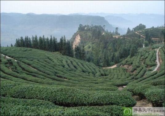 黄蜂窝茶山旅游区