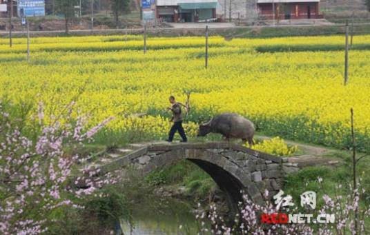 花门镇