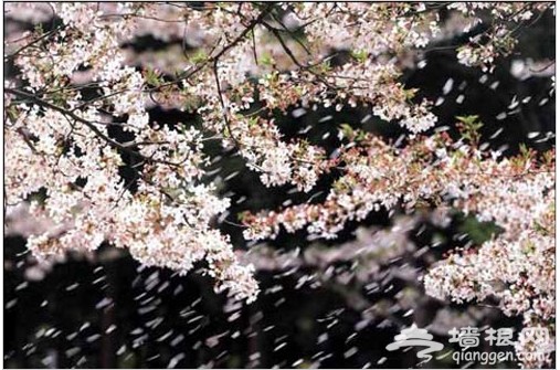 北京玉渊潭公园第26届樱花节