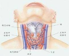 甲状腺T3T4
