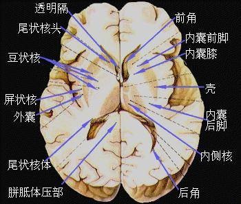 大脑皮质