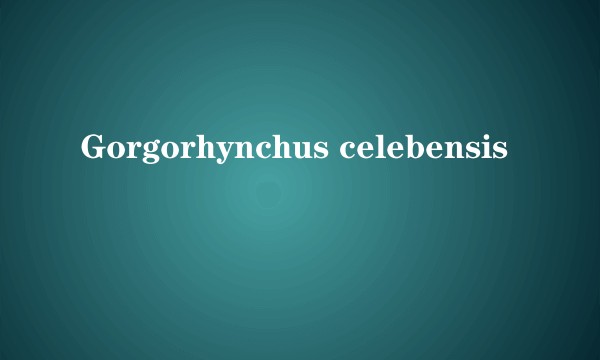 Gorgorhynchus celebensis