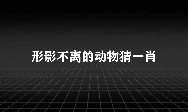 形影不离的动物猜一肖