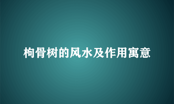 枸骨树的风水及作用寓意