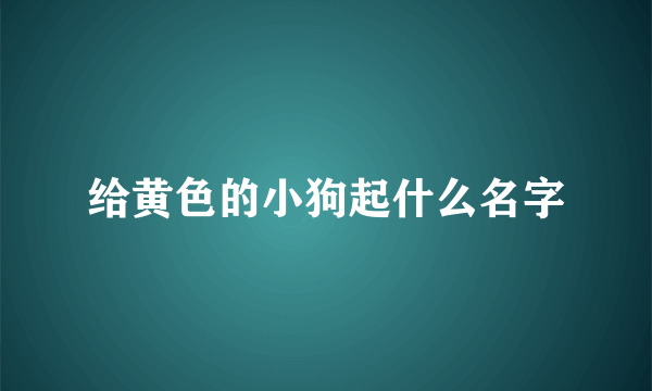 给黄色的小狗起什么名字