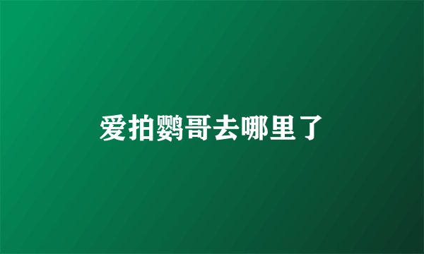 爱拍鹦哥去哪里了