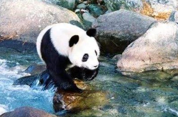 秦岭真墩墩已开始备战2026,这究竟是怎么回事?