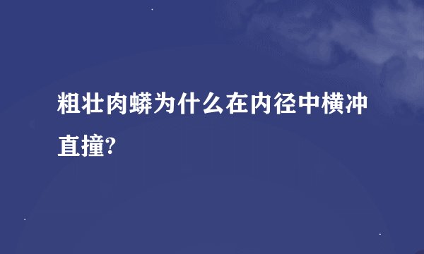 粗壮肉蟒为什么在内径中横冲直撞?