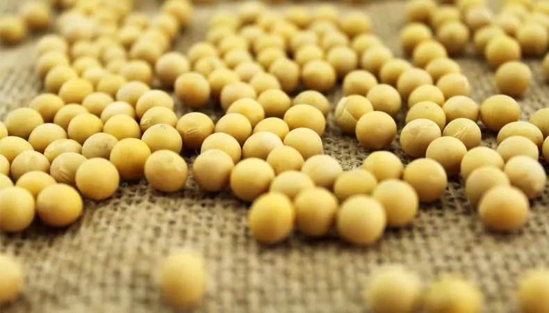 武汉采购360吨黄豆来抗洪,抗灾为啥要用黄豆?