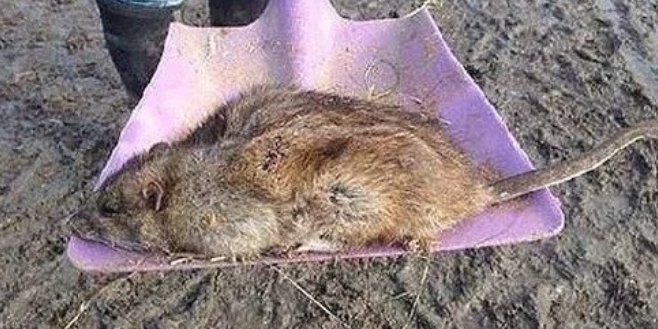 河南一村庄18人疑鼠药中毒，是意外还是人为？