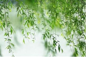 柳户花门的意思