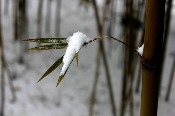 一美术老师雪地中扫出巨幅雪竹图,她的作品为何引得多数人点赞?