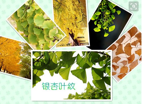 银杏叶的形状及特点