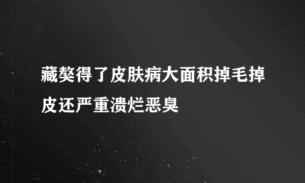 藏獒得了皮肤病大面积掉毛掉皮还严重溃烂恶臭