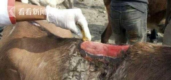 该减肥啦!美英俄胖游客越来越多压垮希腊毛驴 以后只能骑骡子了