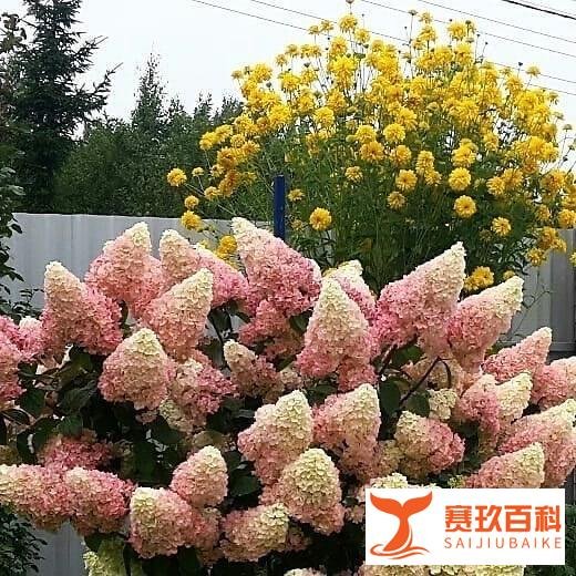 我们为什么爱的那么辛苦