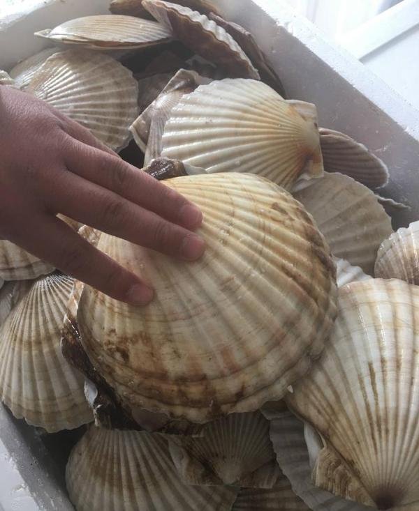 男子吐槽淄博扇贝太坑人,遭网友反驳:大连人为啥去淄博吃海鲜