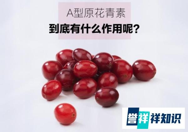 超浓缩美洲蔓越莓提取物阿莫素是饮料吗?