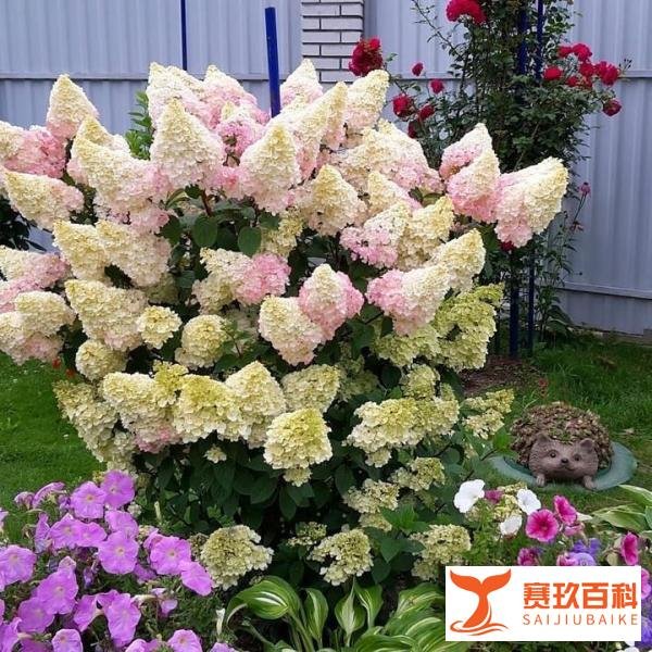 我们为什么爱的那么辛苦