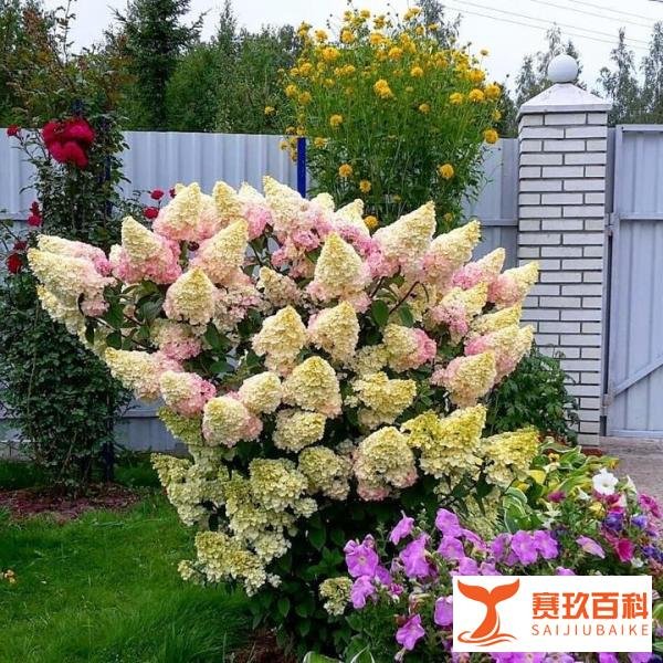 我们为什么爱的那么辛苦