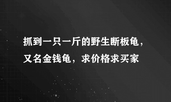 抓到一只一斤的野生断板龟，又名金钱龟，求价格求买家
