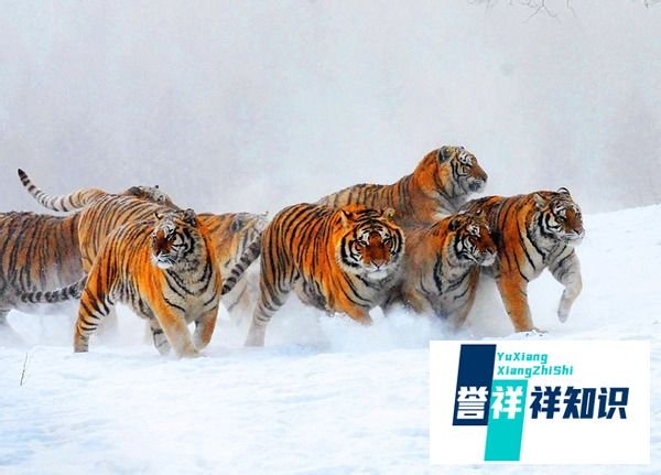 为什么东北人爱打架