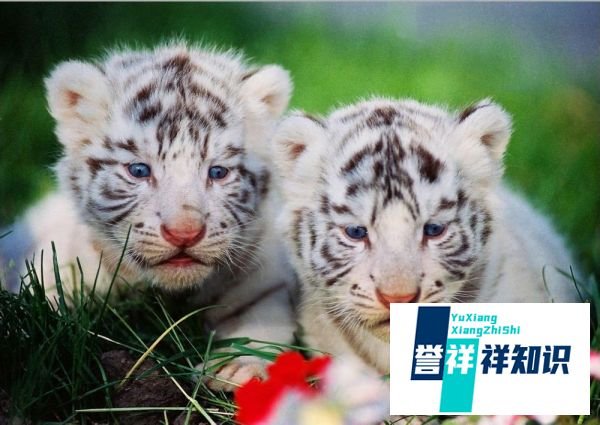 为什么东北人爱打架