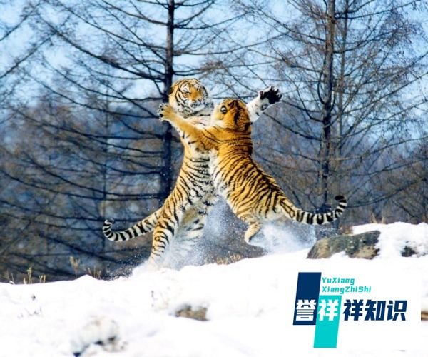 为什么东北人爱打架
