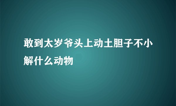 敢到太岁爷头上动土胆子不小解什么动物