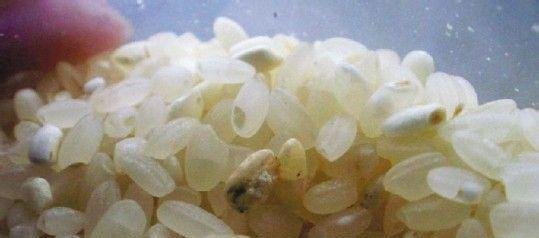 怎样分辨注水大米