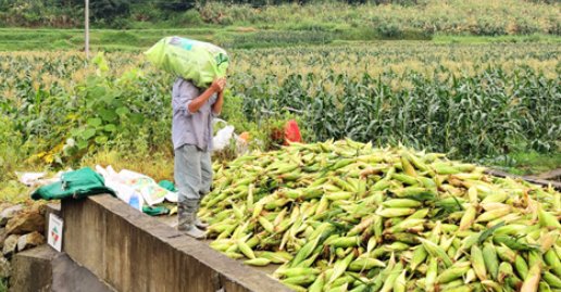 农民日报评一根玉米卖6元,真正“助农”的方式是什么?