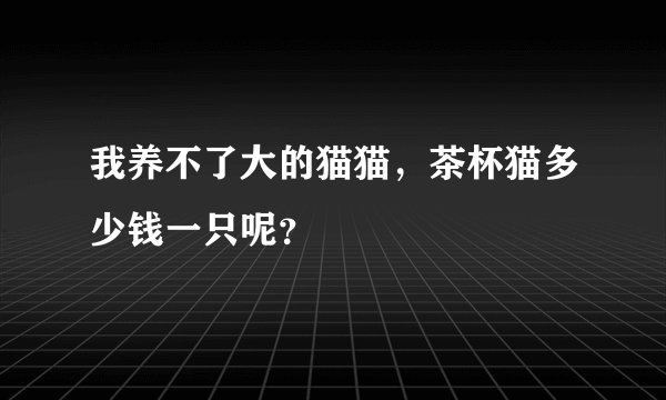 我养不了大的猫猫，茶杯猫多少钱一只呢？