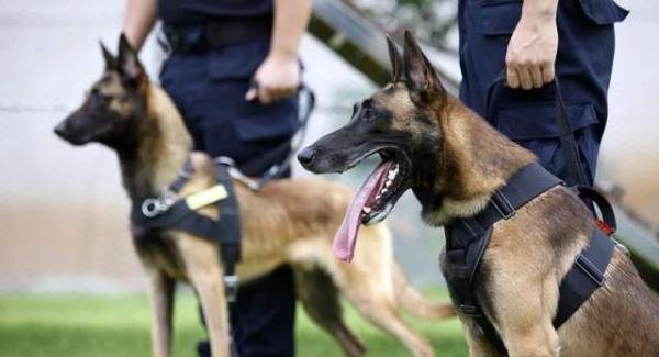 马犬为什么能成为警犬？这7个原因，太优秀了！