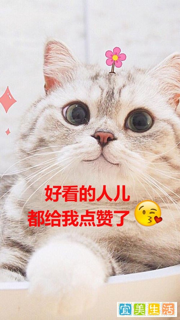 松木猫砂的优缺点分析