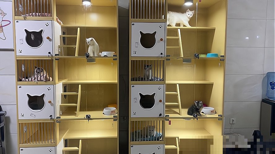 北京猫咪领养中心的靠谱程度怎么样?