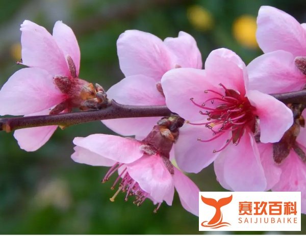 一句话赞美桃花