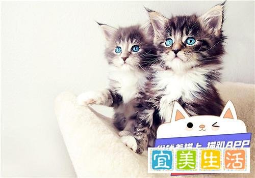 松木猫砂的优缺点分析
