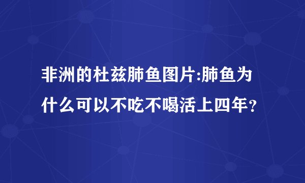 非洲的杜兹肺鱼图片:肺鱼为什么可以不吃不喝活上四年？